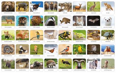 Plansze i tafelki gry Fauna Polski Memory ADAMIGO do nauki o zwierzętach