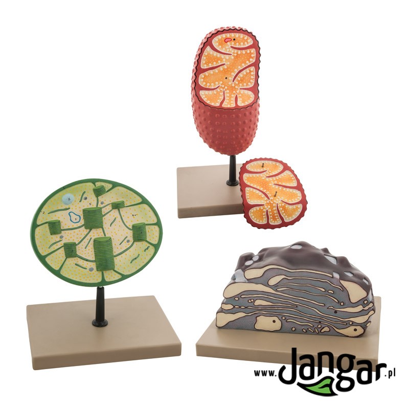 Zestaw JANGAR z przestrzennymi modelami chloroplastu, mitochondrium i aparatu Golgiego