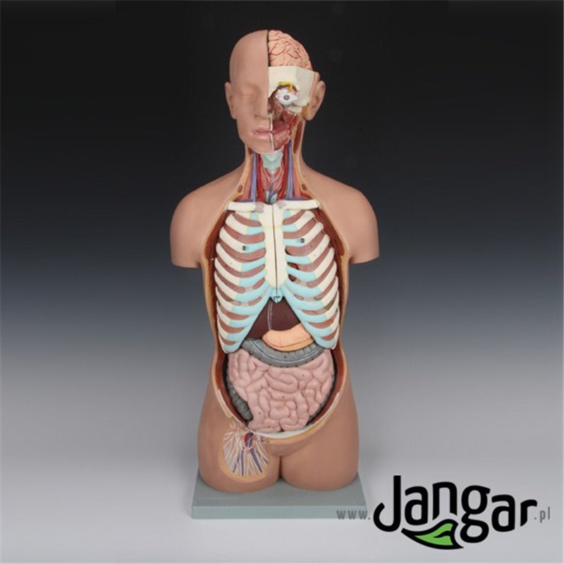 Model anatomiczny JANGAR z otwartymi plecami i szyją, prezentujący szczegóły kręgosłupa