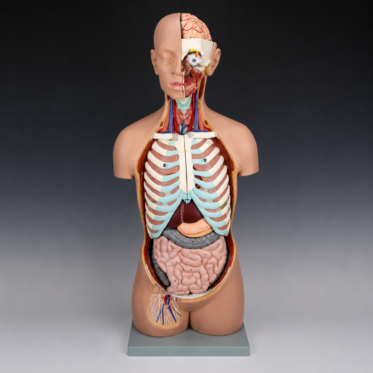 Model tułowia ludzkiego z głową JANGAR, naturalnej wielkości, z widocznymi elementami anatomicznymi