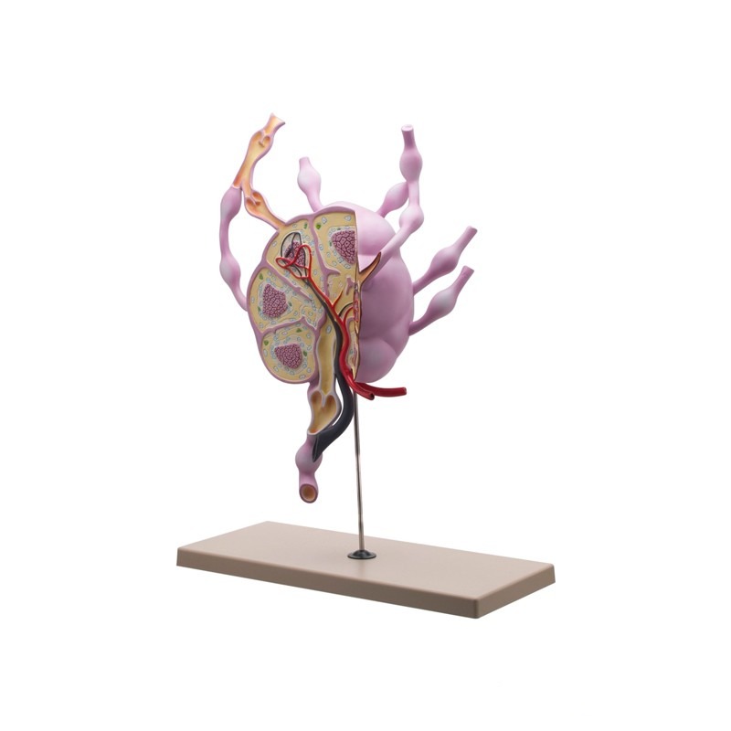 Model budowy węzła chłonnego JANGAR o wymiarach 38x24x61 cm z kolorowymi detalam