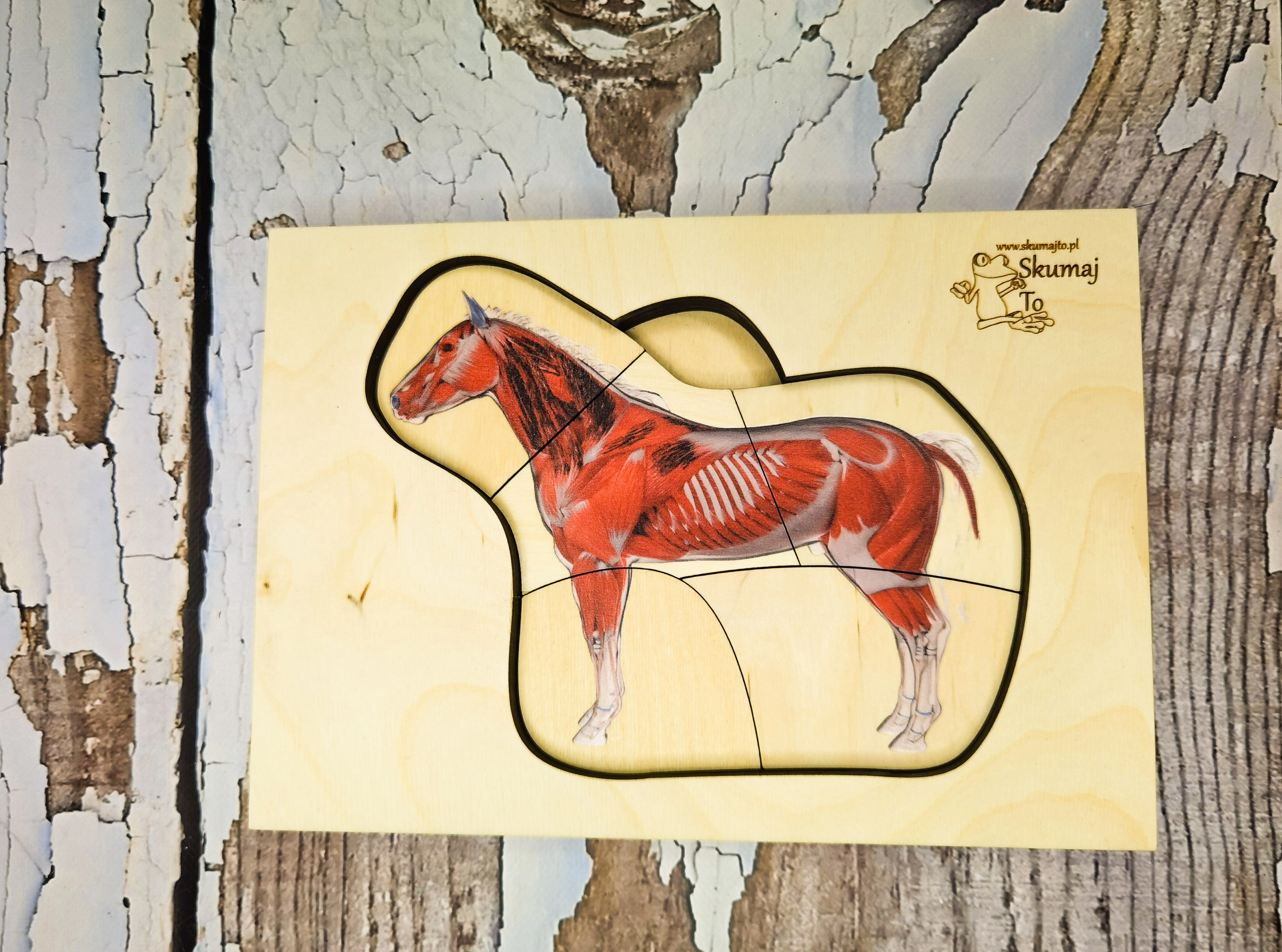 Układanka Budowa konia EDUBOBO - szczegóły warstw i elementów anatomicznych