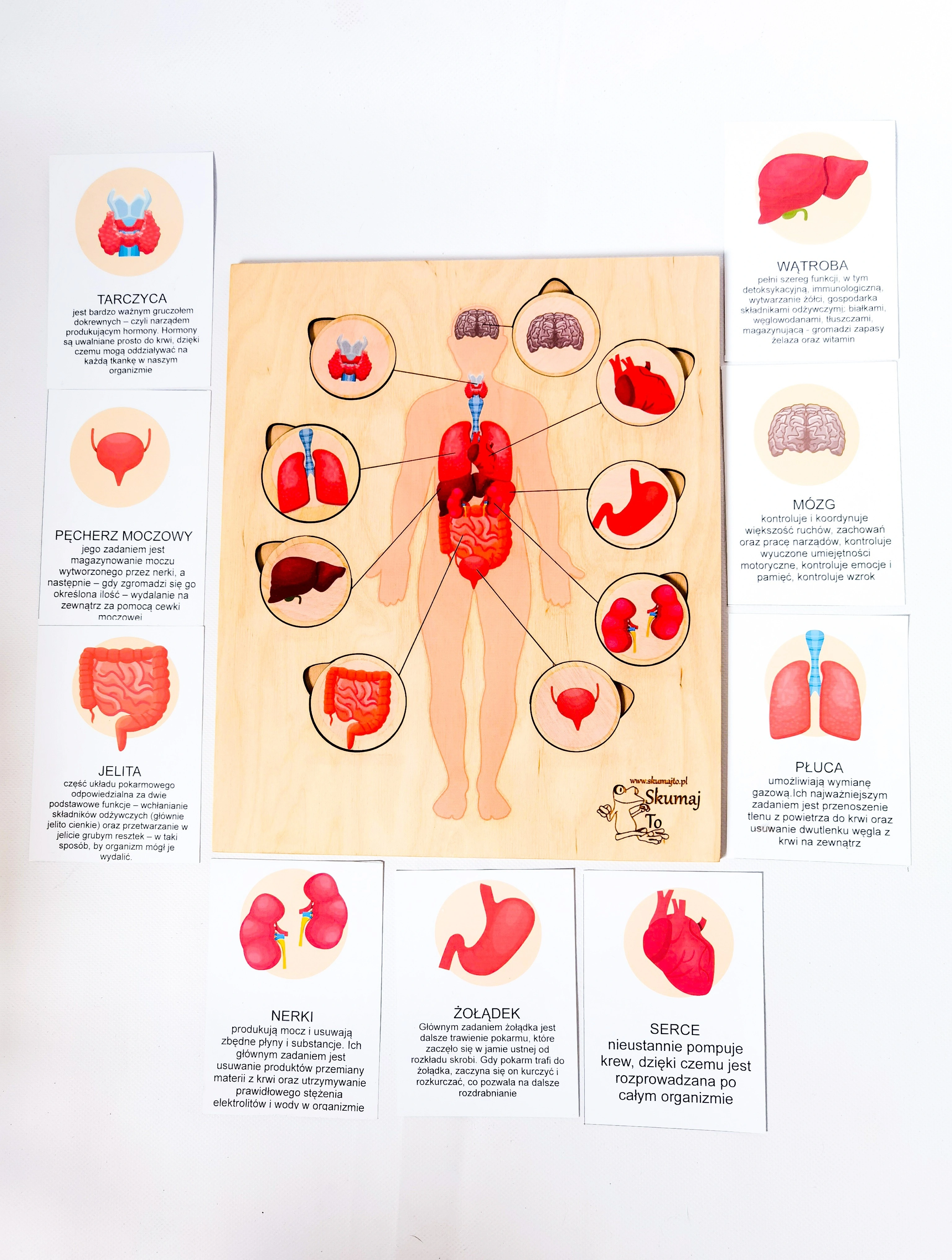 Drewniana układanka anatomiczna EDUBOBO z narządami do dopasowania na podstawie
