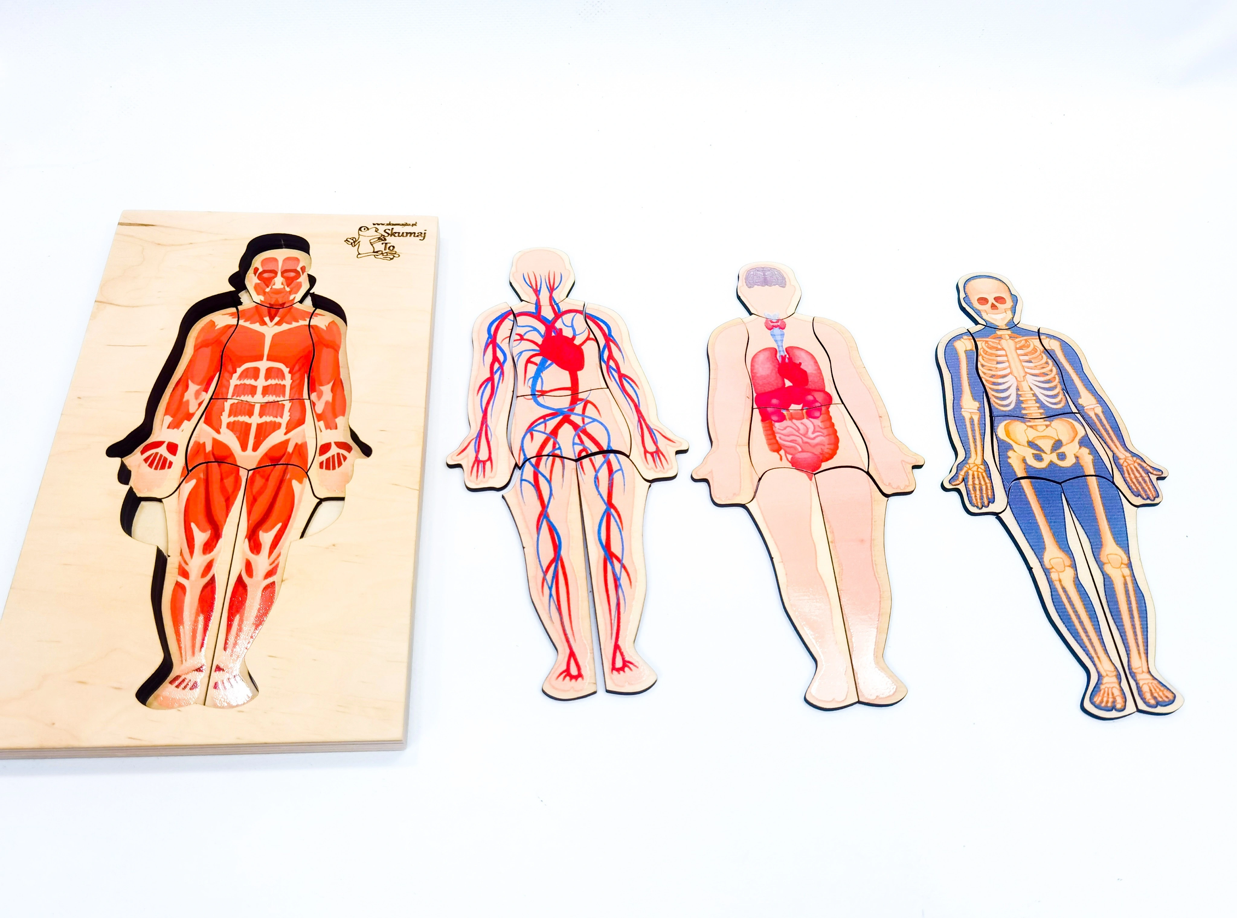 Układanka anatomiczna EDUBOBO 4-warstwowa – widok całego zestawu