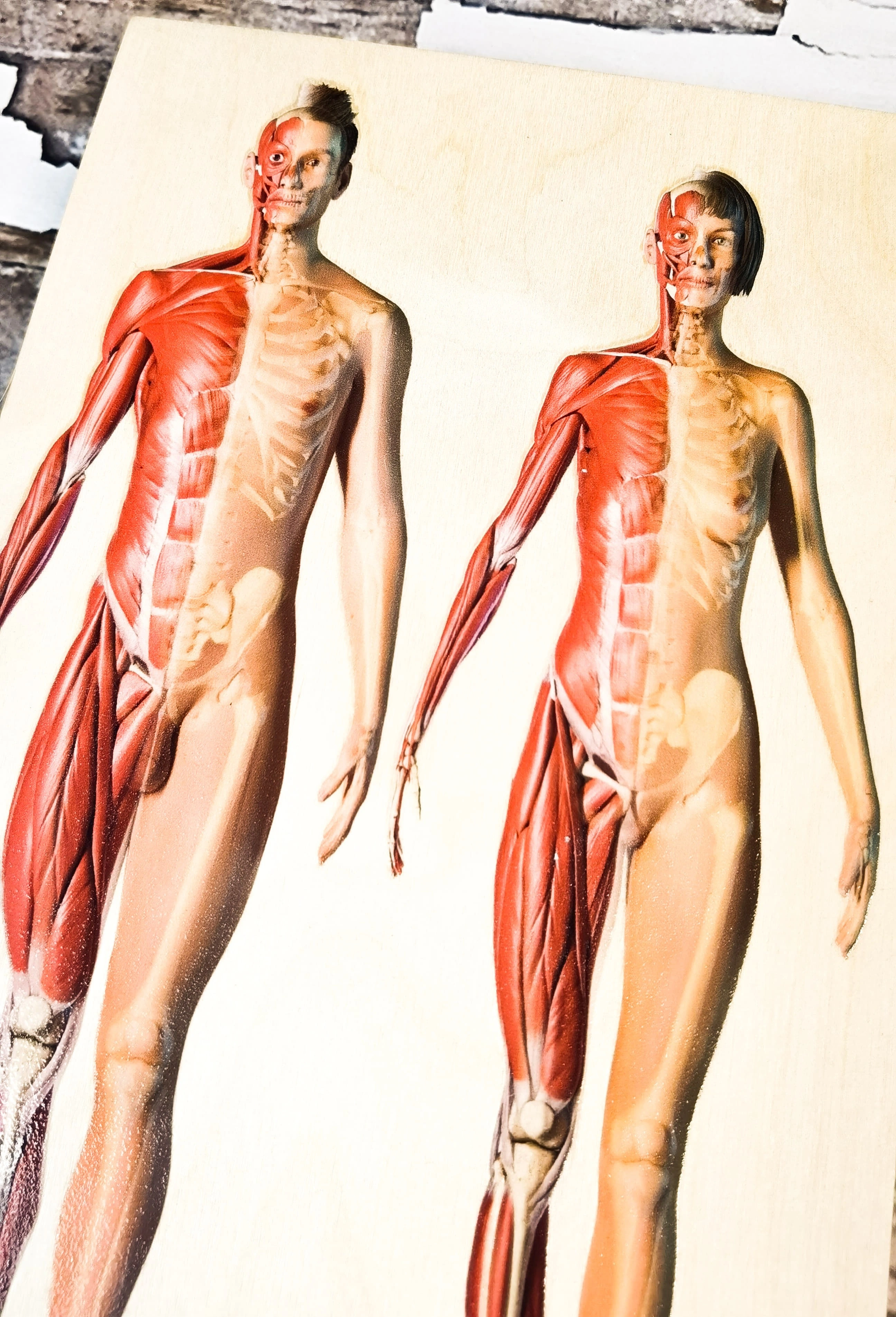 Drewniane elementy układanki anatomicznej EDUBOBO – warstwy ciała człowieka