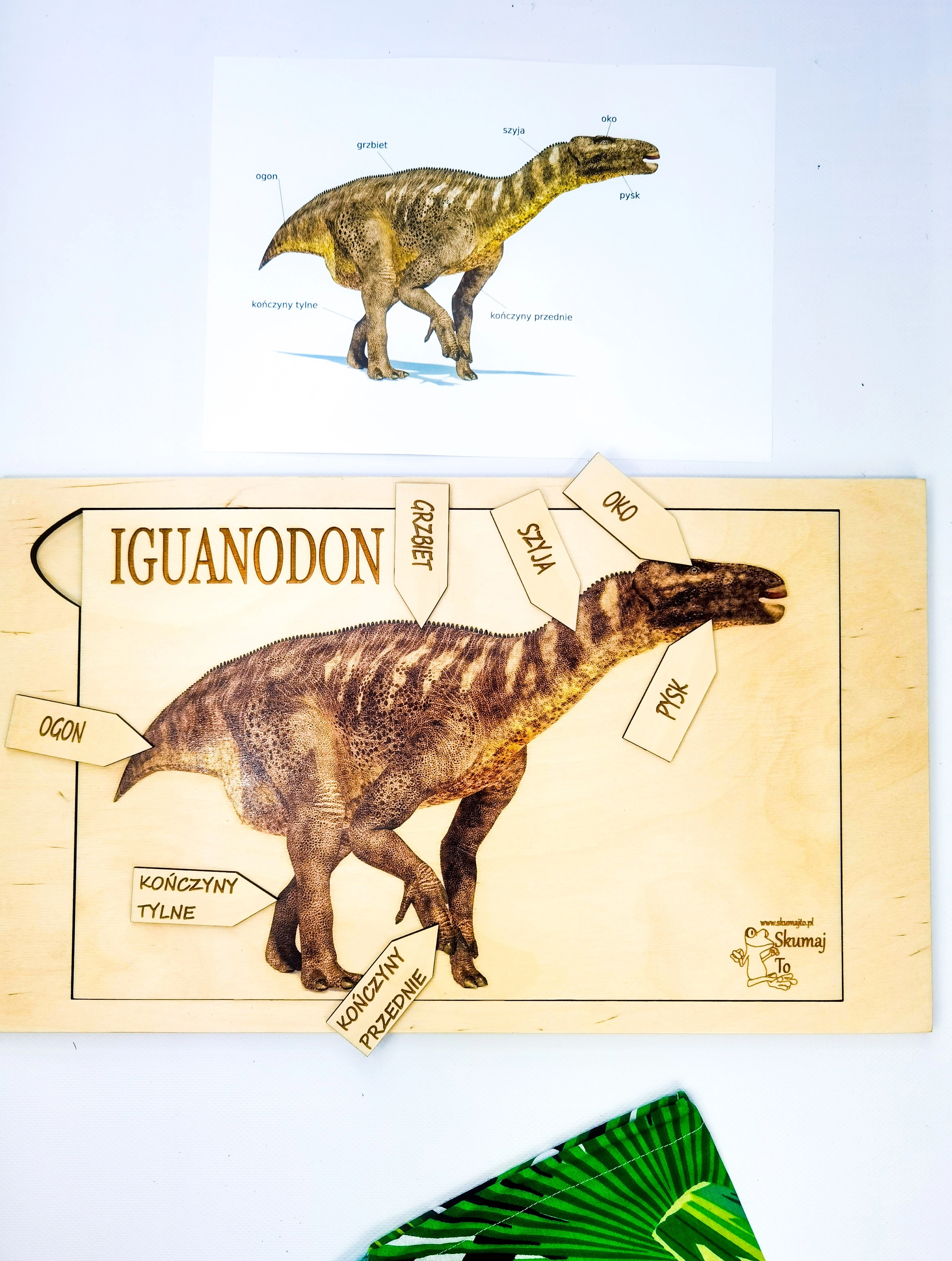 Edukacyjna układanka Iguanodon EDUBOBO pokazująca budowę anatomiczną dinozaura