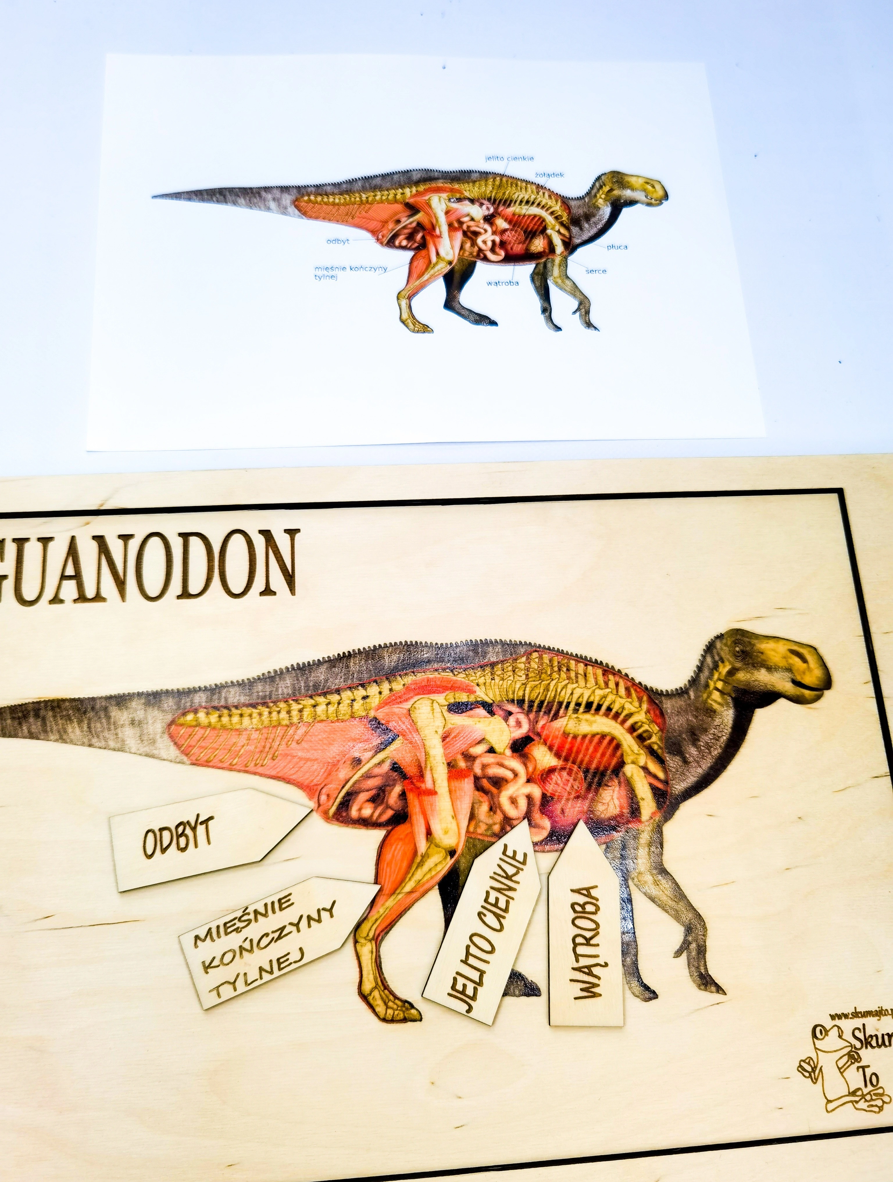 Szczegóły planszy układanki Iguanodon z nazwami narządów dinozaura