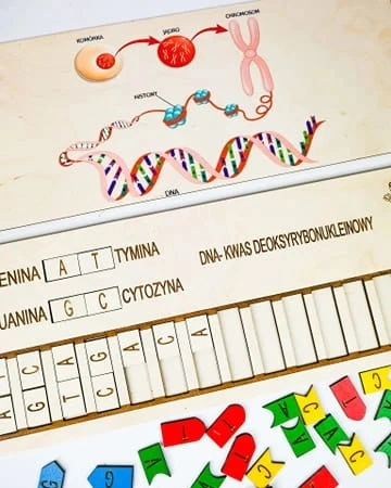 Elementy układanki Skumaj DNA - ruchome kafelki zasad azotowych i plansza edukacyjna