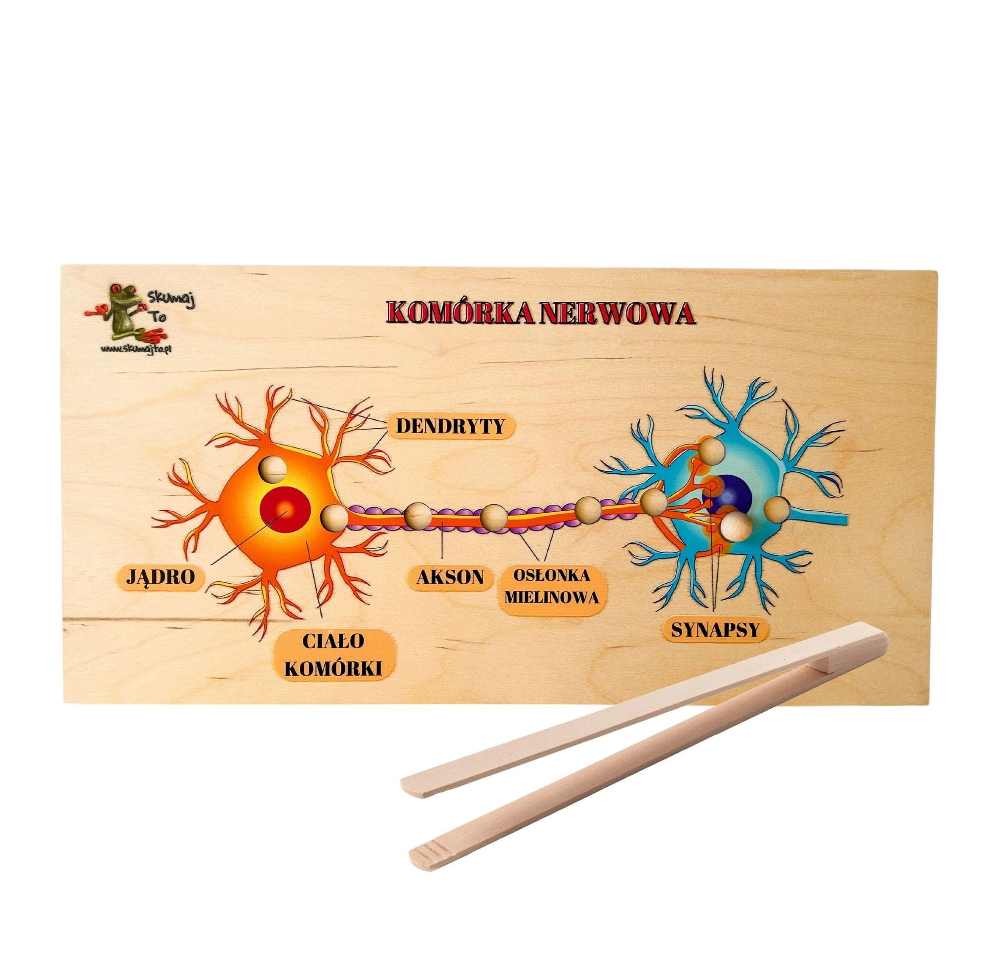 Neurony i układ nerwowy EDUBOBO – drewniana układanka do poznawania drogi impulsu nerwowego