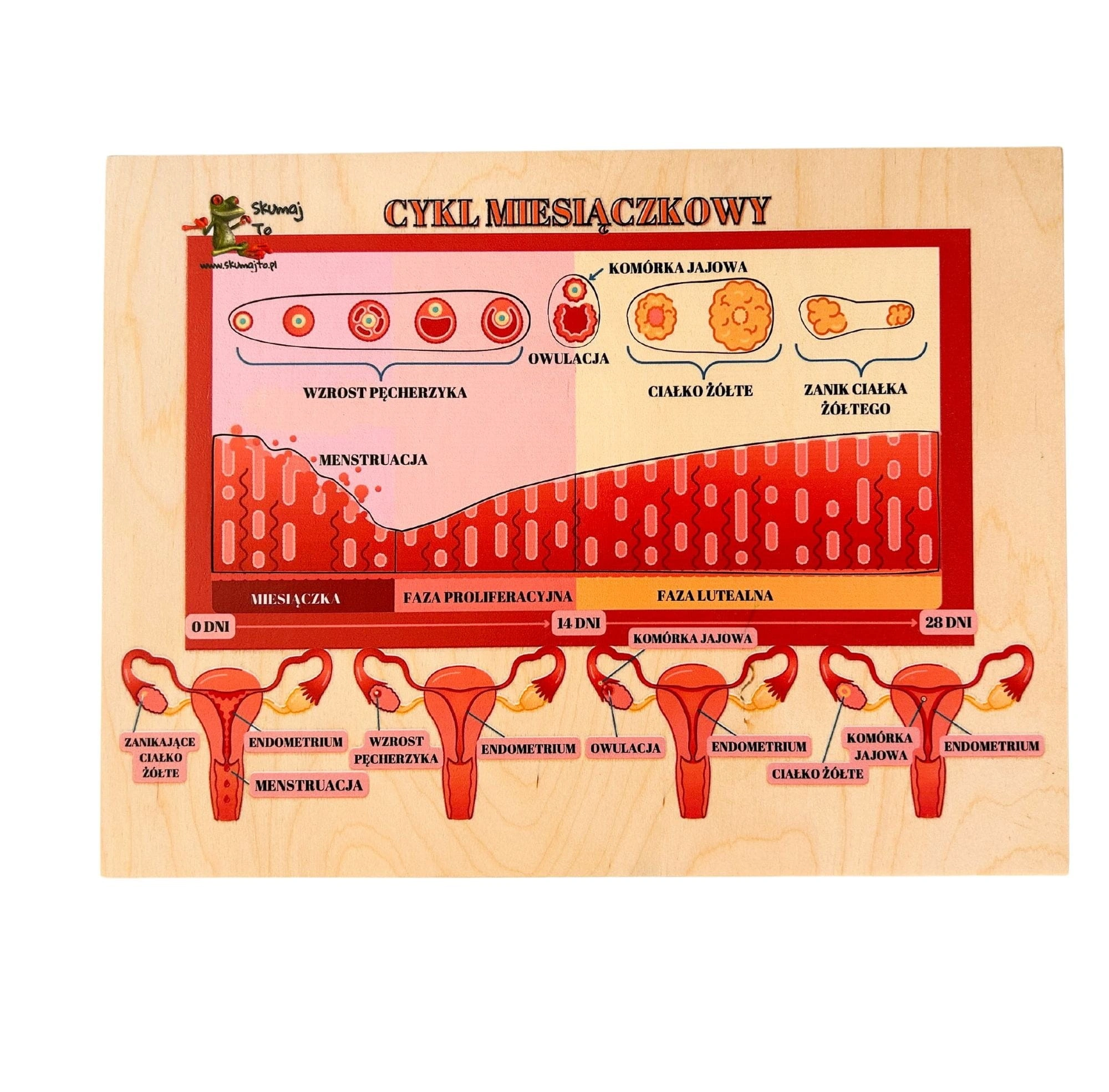 Cykl menstruacyjny EDUBOBO, drewniana układanka edukacyjna o ciele kobiety