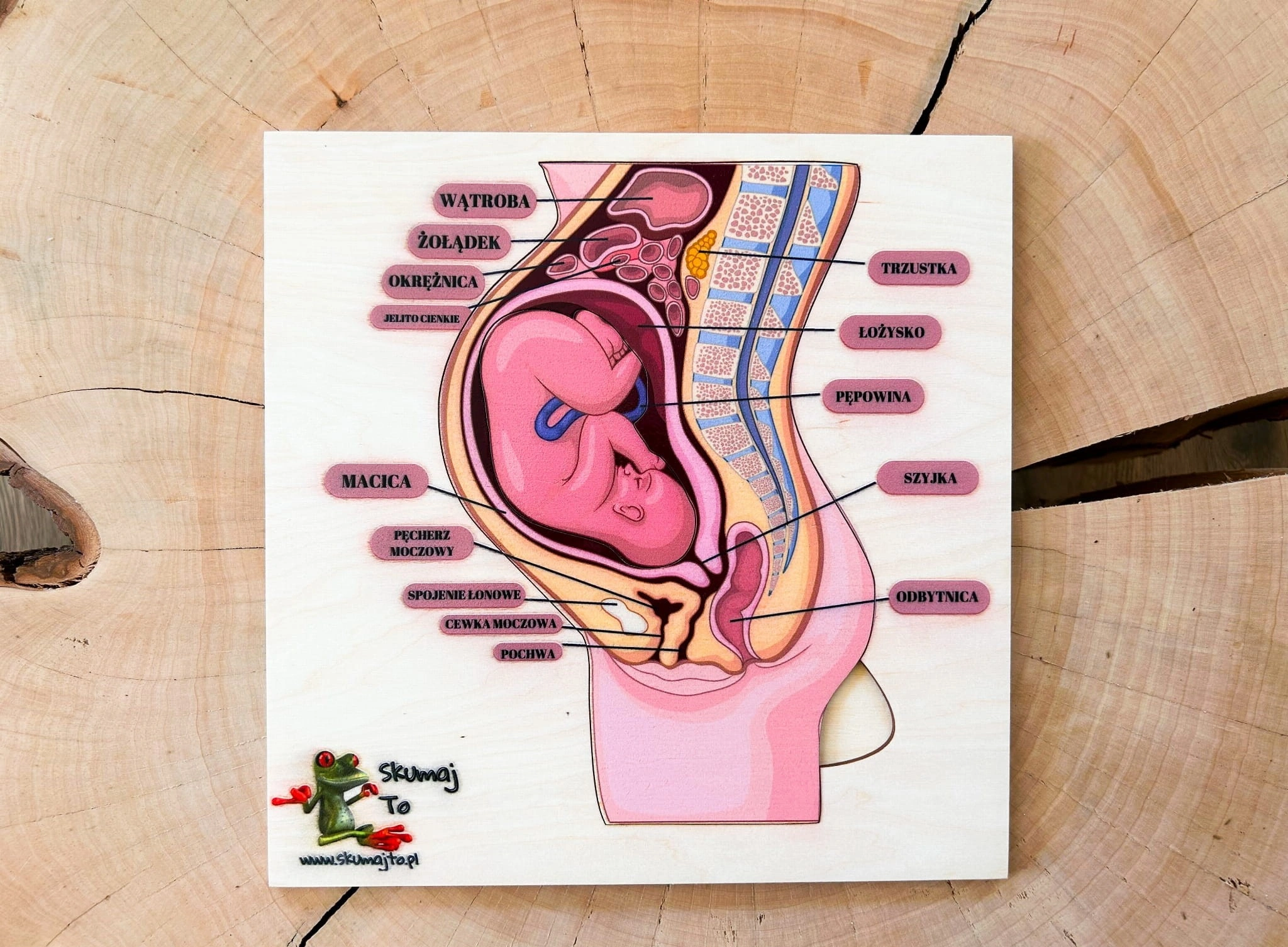 Układanka EDUBOBO przybliżająca ciążę i położenie dziecka w brzuchu