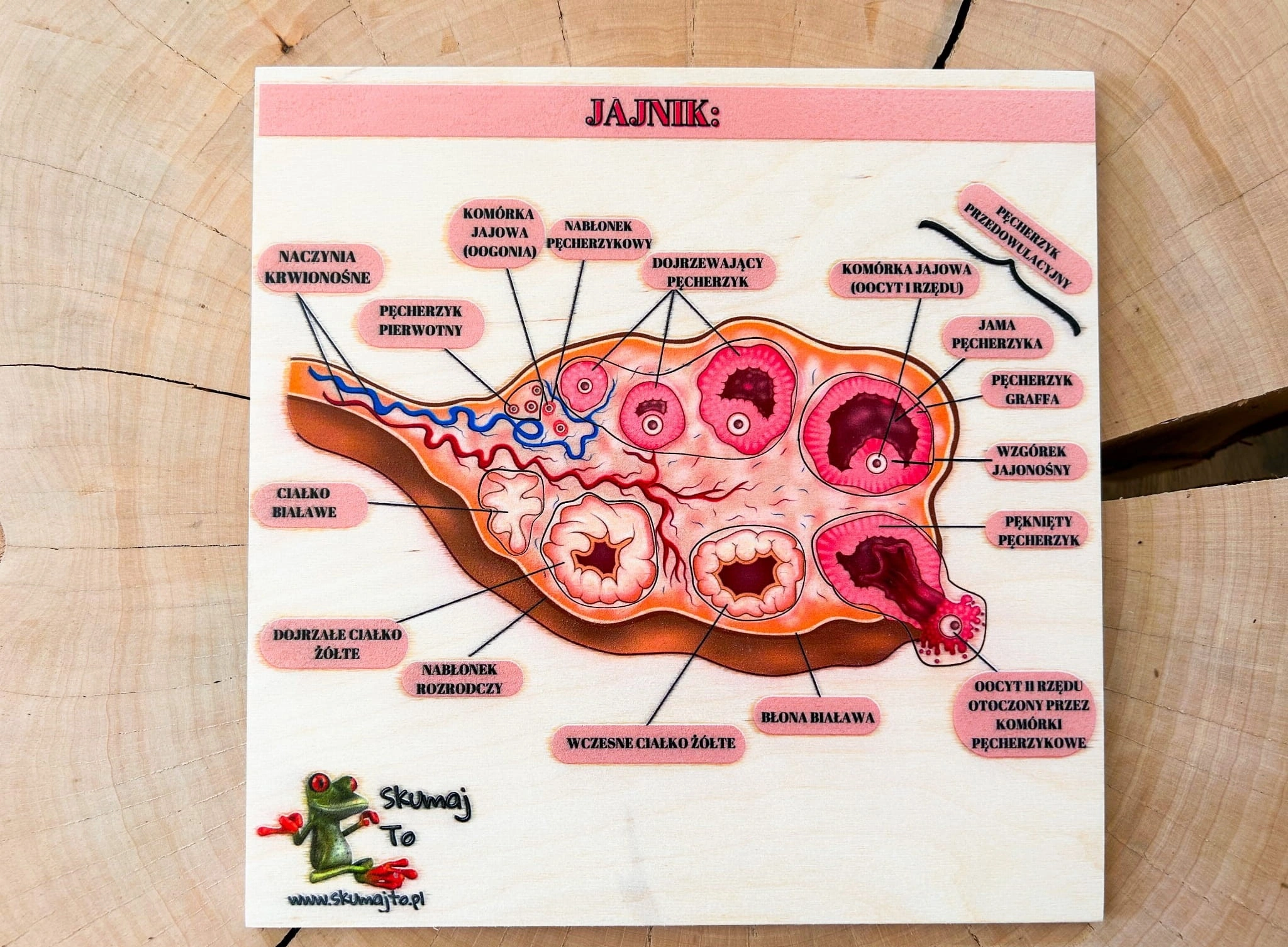 Układanka o owulacji i żeńskim układzie rozrodczym jako pomoc do nauki biologii