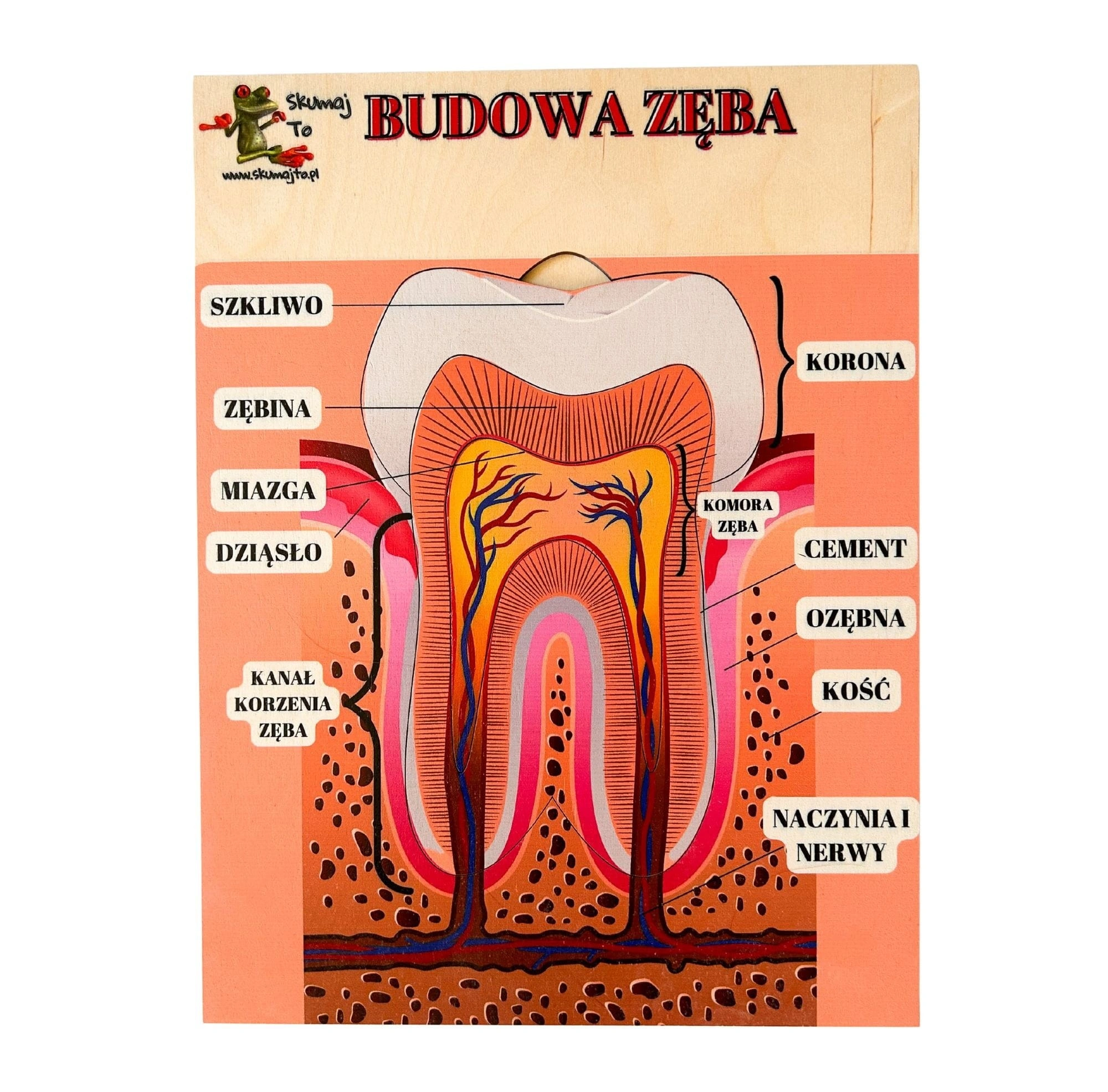 Budowa zęba EDUBOBO, drewniana układanka edukacyjna do poznawania anatomii jamy ustnej