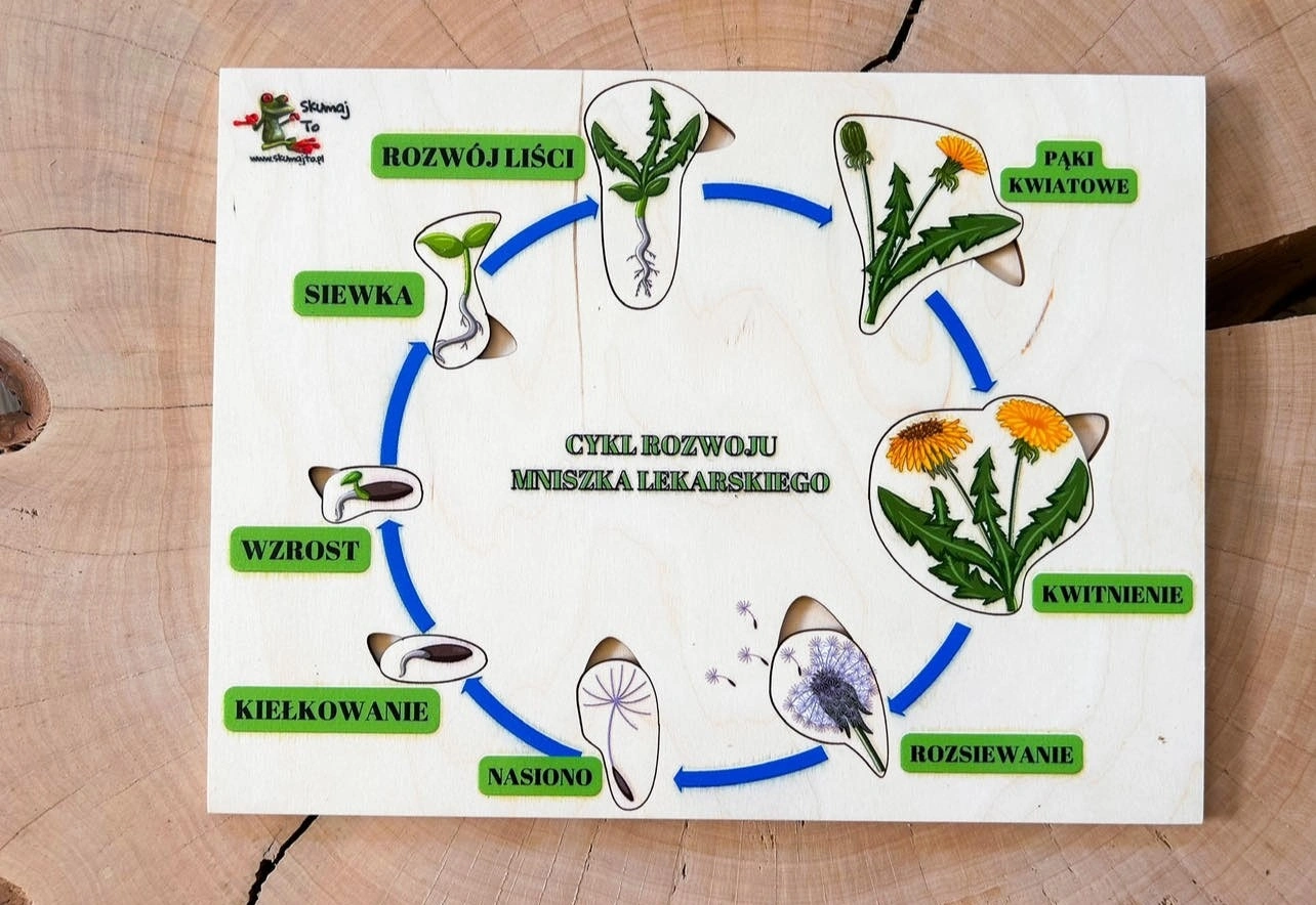 Układanka przekrój kwiatu mniszka lekarskiego 40x20cm - zestaw EDUBOBO