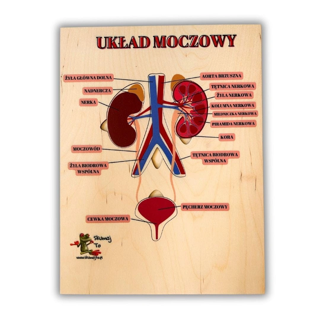 Układ moczowy człowieka EDUBOBO, drewniana układanka z kolorowym nadrukiem