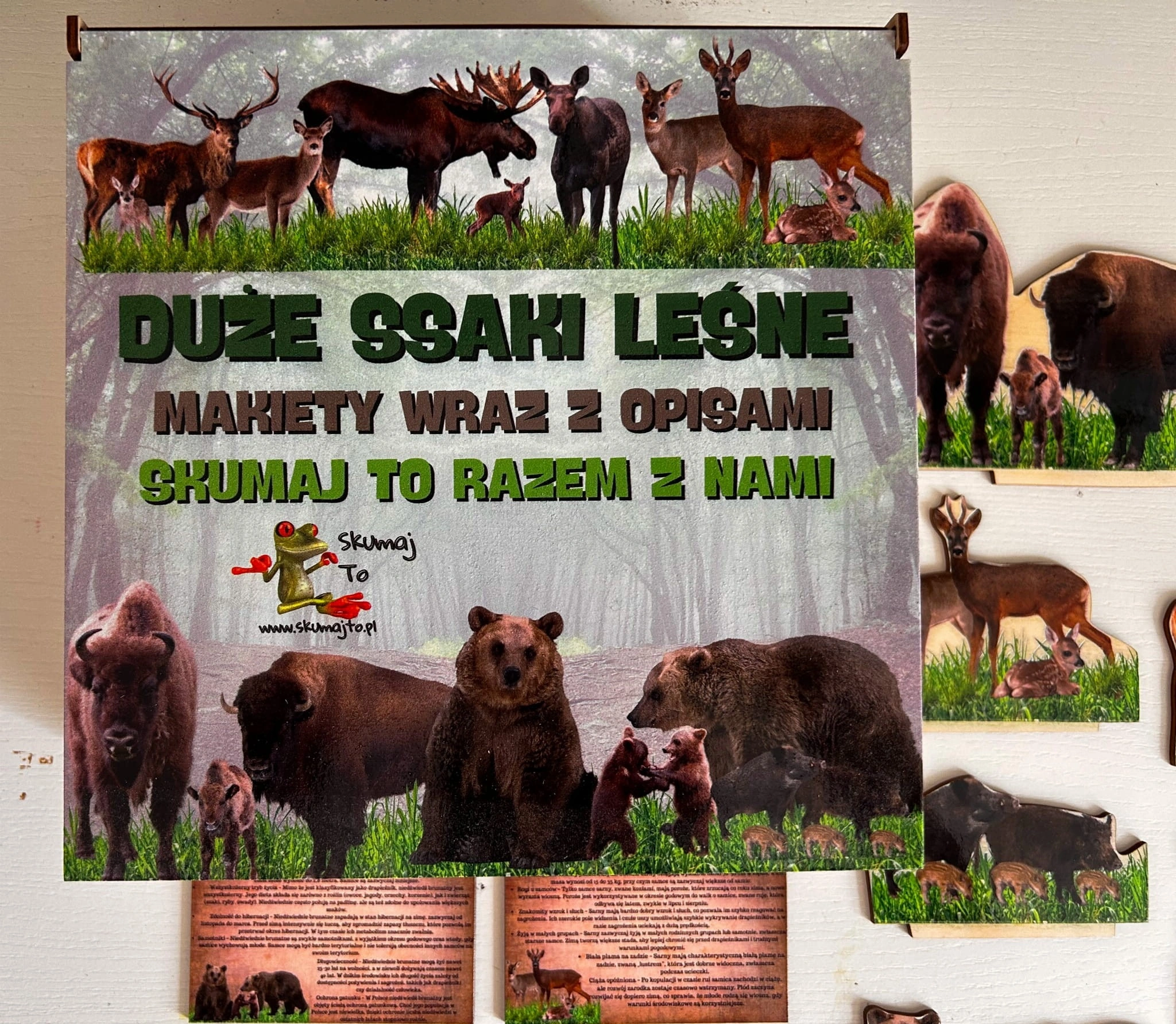 Zestaw edukacyjny Duże Ssaki Leśne EDUBOBO z kartami edukacyjnymi 10x6 cm