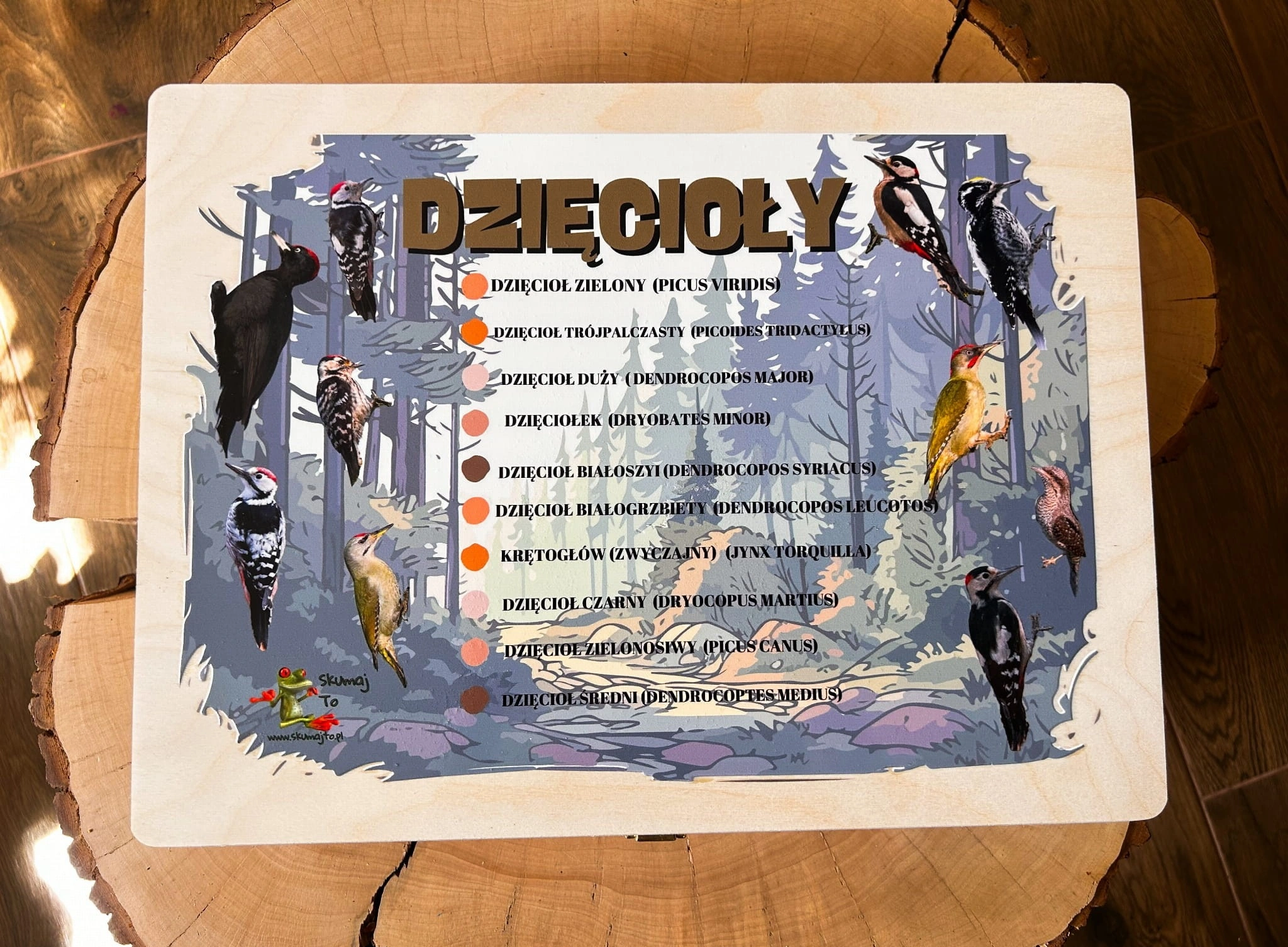 Skrzynia z drewnianymi modelami dzięciołów i kartami edukacyjnymi EDUBOBO