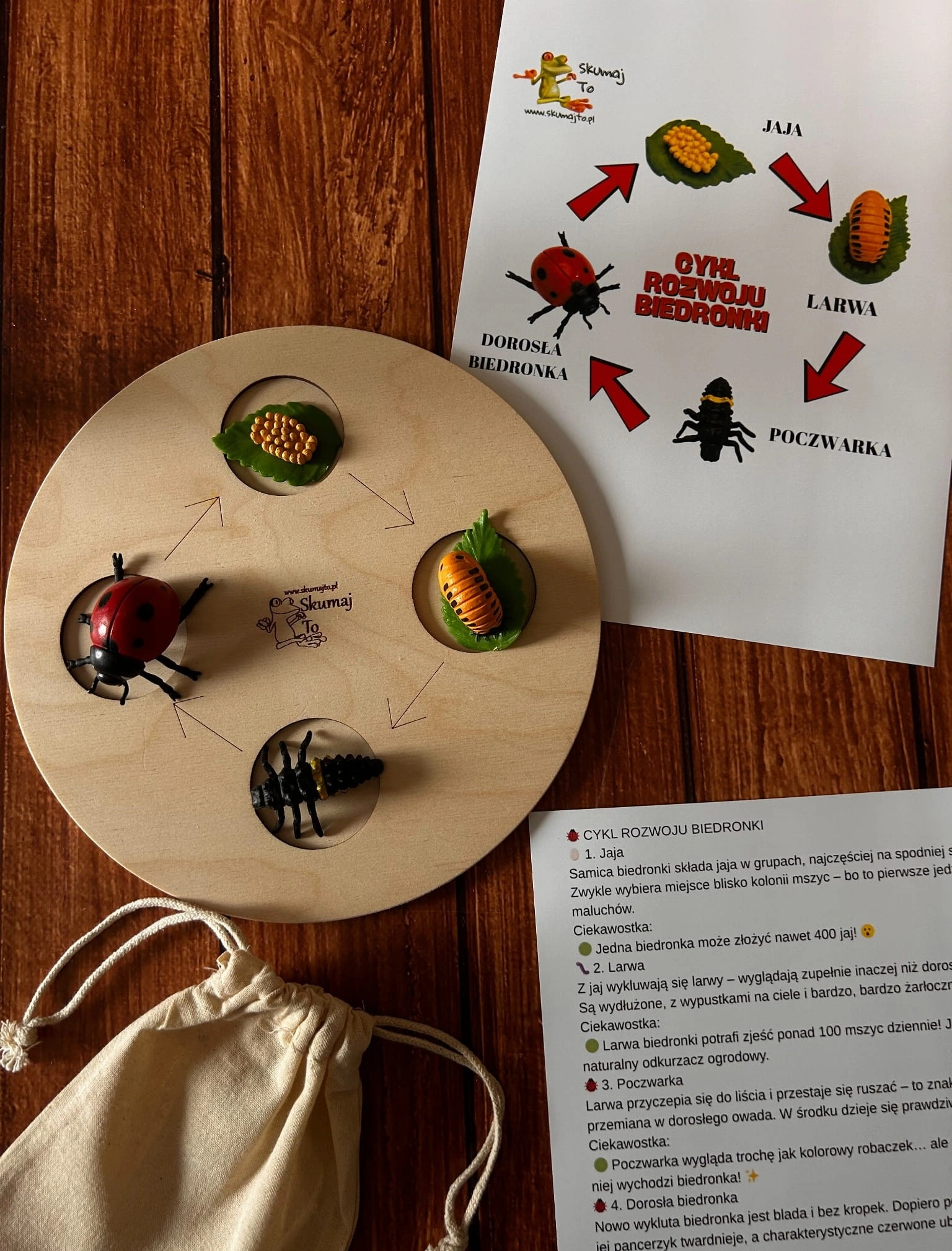 Figurki cyklu życia biedronki na okrągłej planszy drewnianej 30 cm