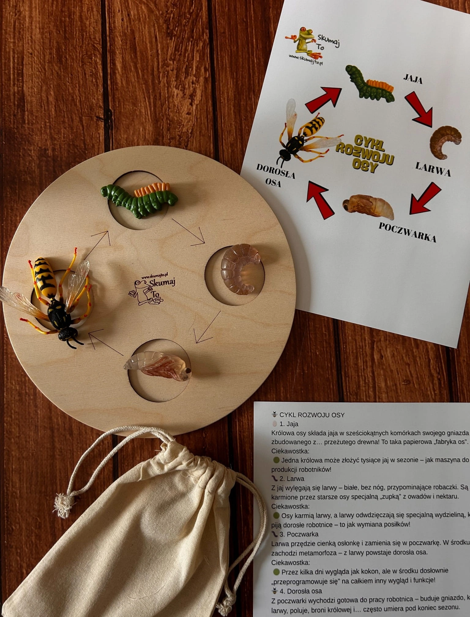 Szczegóły drewnianych figurek osy pasożytniczej - larwa, poczwarka, dorosły owad