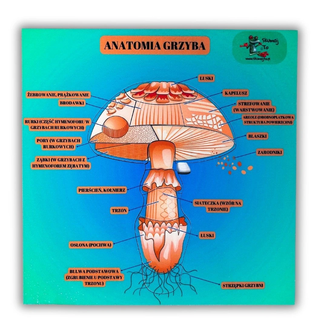 Drewniana układanka anatomii grzyba EDUBOBO z realistyczną grafiką i wyjmowanymi elementami