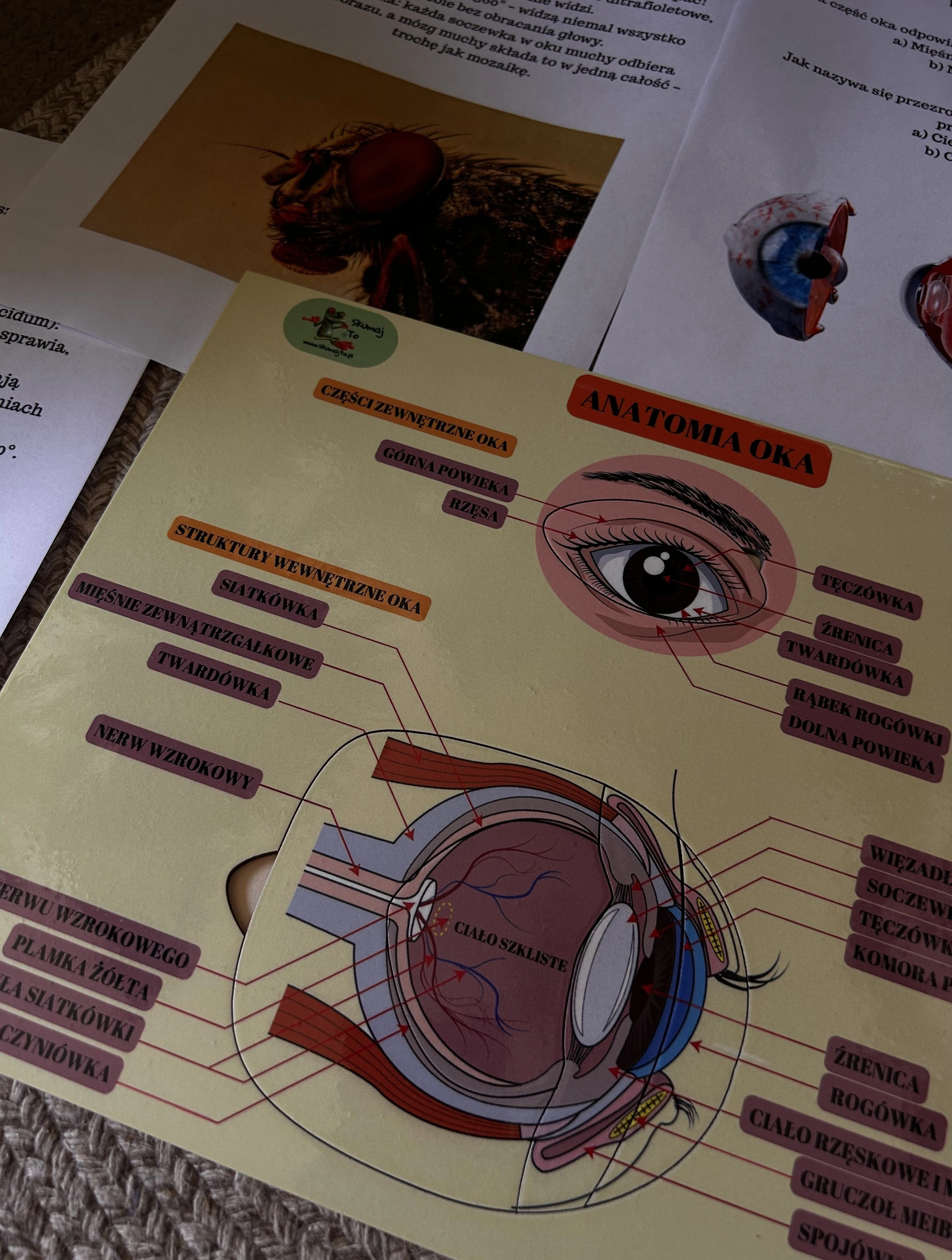 Ruchome elementy układanki do poznawania anatomii oka