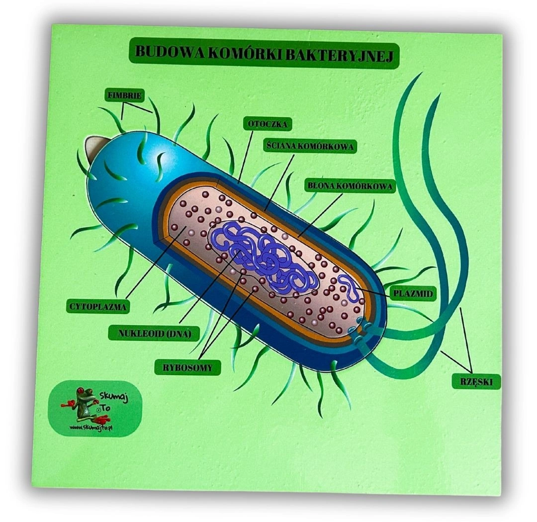 Układanka Budowa komórki bakterii EDUBOBO z podpisanymi elementami do nauki biologii