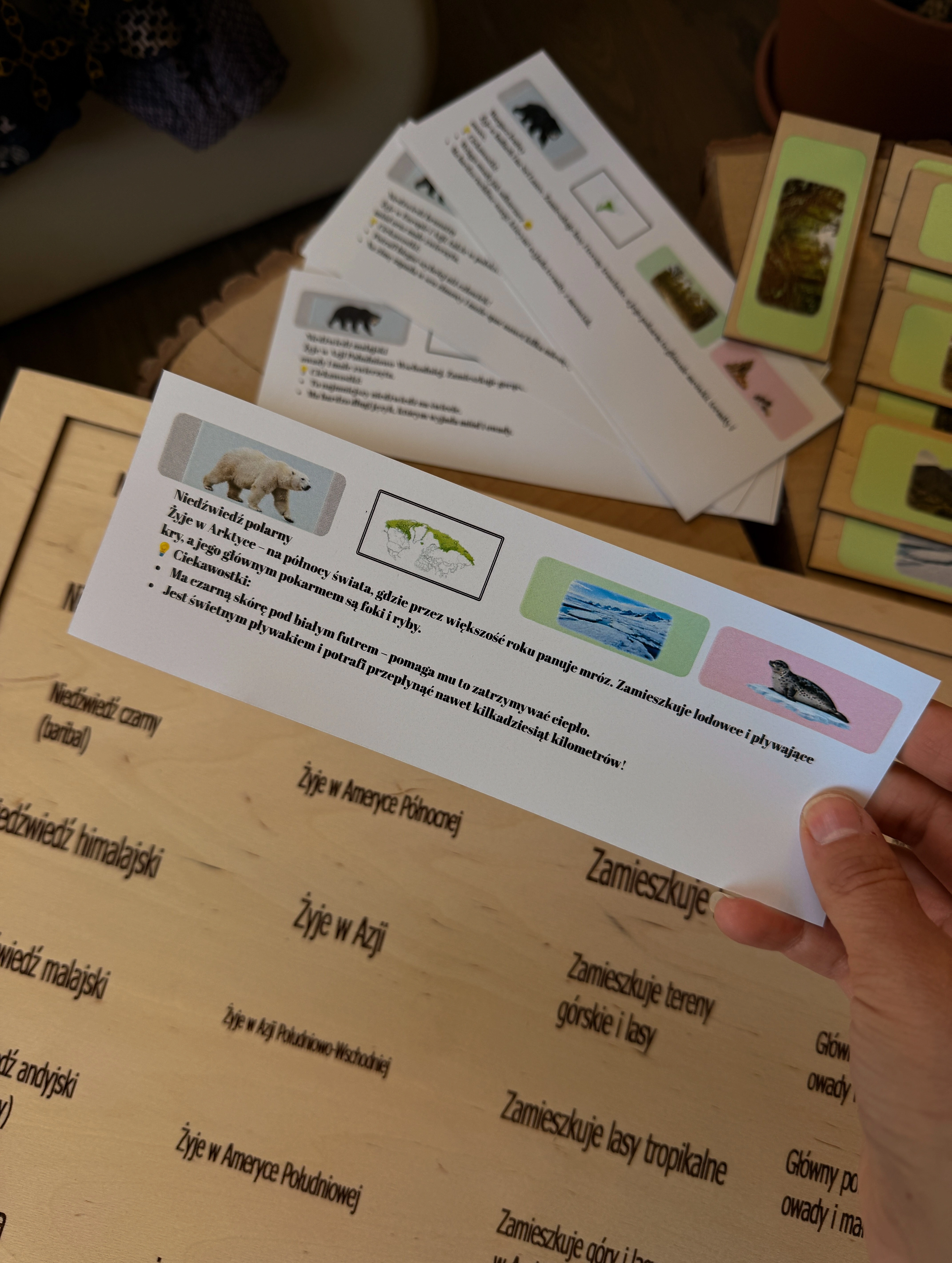 Elementy układanki edukacyjnej Świat niedźwiedzi EDUBOBO - gatunki i środowiska życia