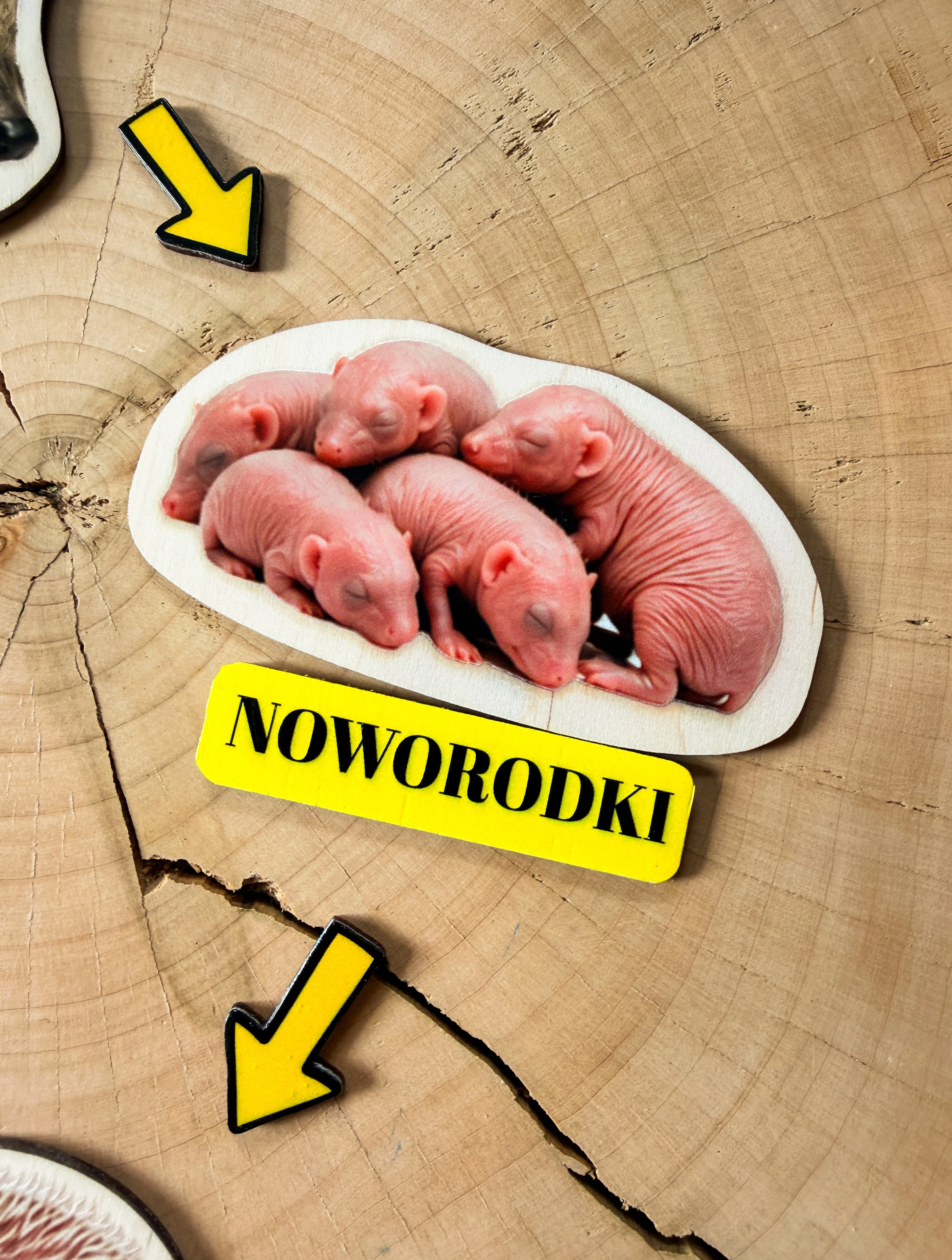 Etapy życia jeża przedstawione na edukacyjnej układance z podpisami i strzałkami.