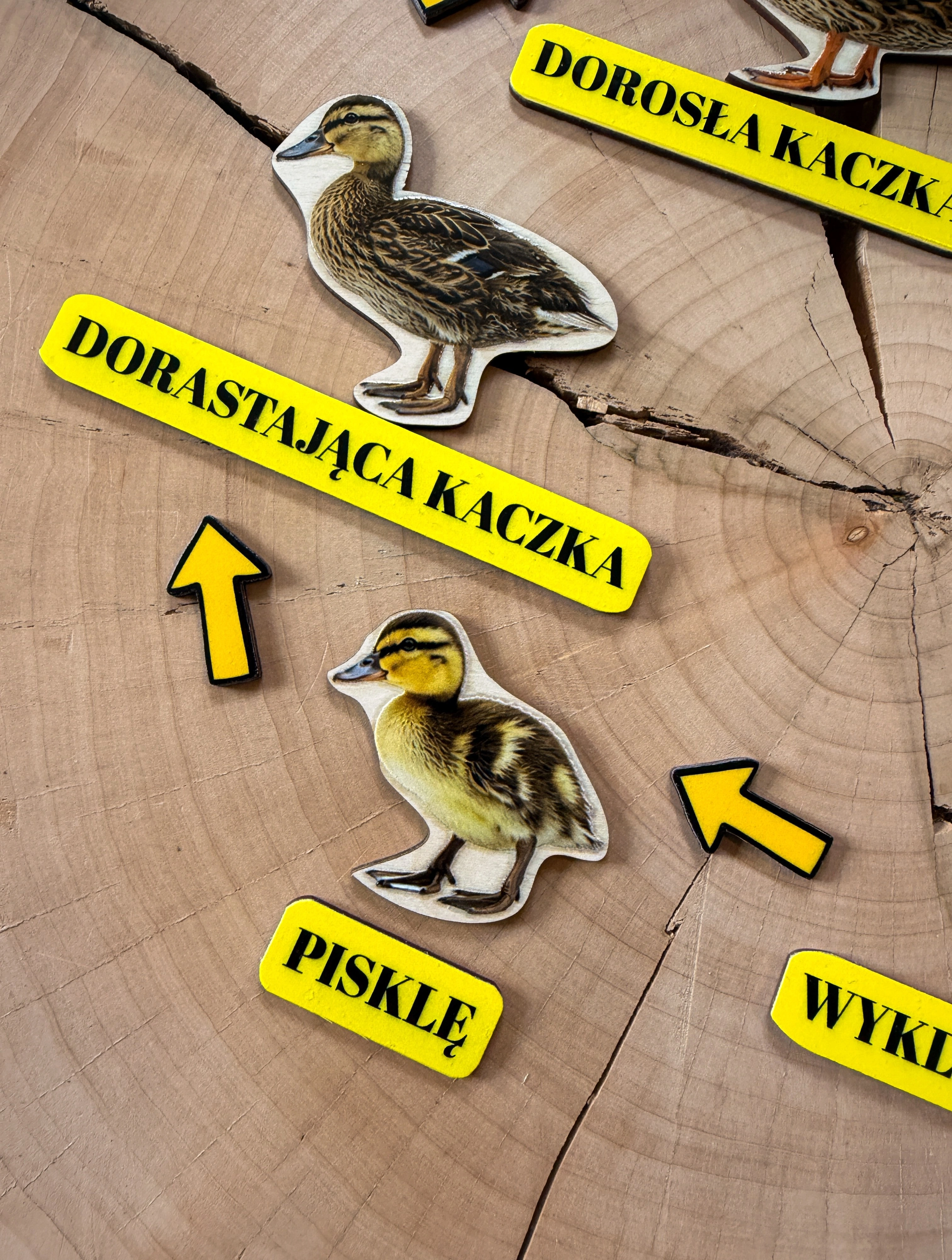 Elementy układanki Cykl rozwojowy kaczki EDUBOBO pokazujące jajo i pisklę