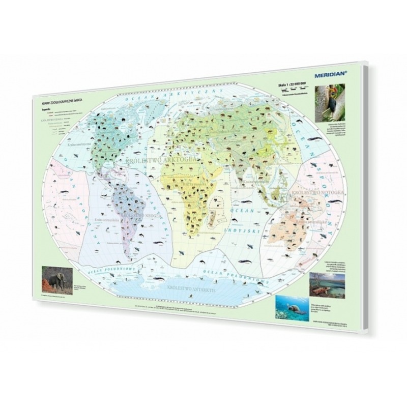 Mapa magnetyczna Świat - krainy zoogeograficzne KARTA 160x120 cm z aluminiową ramą